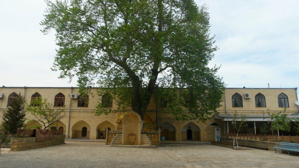 Международный конкурс "Европейское дерево года-2021"